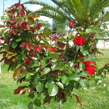 شقة فندقية Seaview 4*