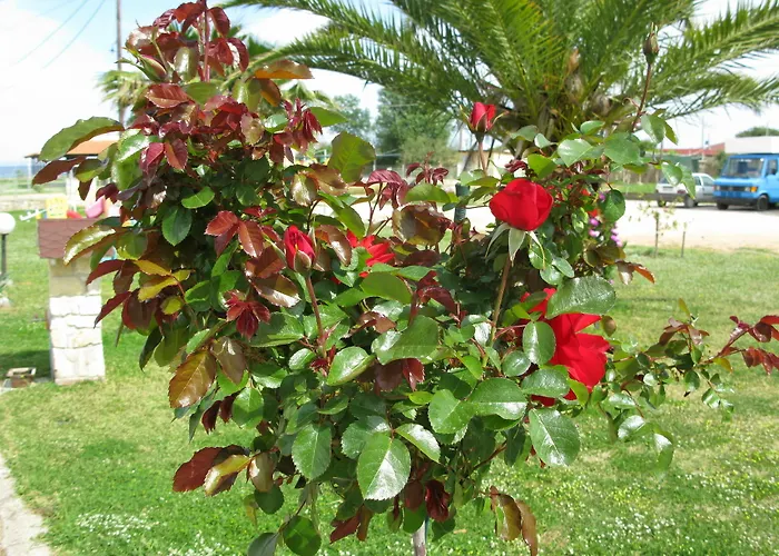 Apartahotel Seaview 4*